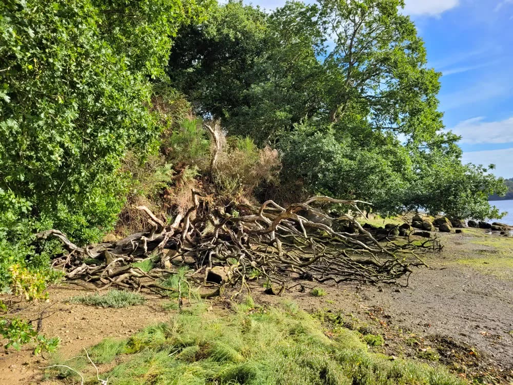 Du bois flotté échoué en tas sur la grève, au pied des arbres, avant d'être ramassé